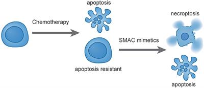 Exploiting Necroptosis for Therapy of Acute Lymphoblastic Leukemia